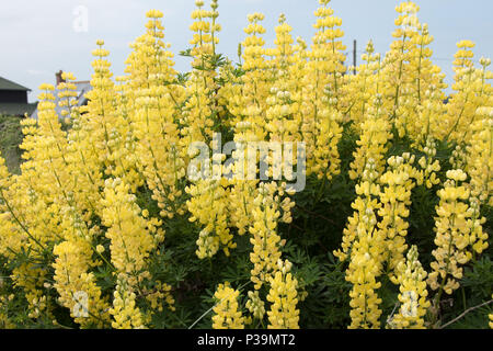 Selbst gesät gelb Baum Lupinen, Southwold, Suffolk Stockfoto