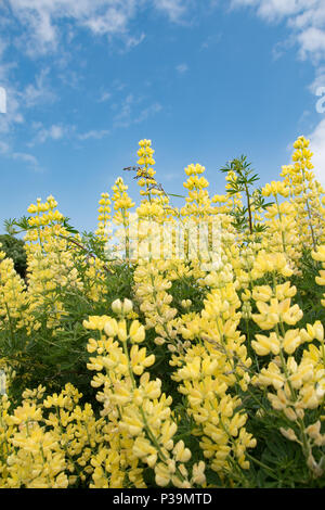 Selbst gesät gelb Baum Lupinen, Southwold, Suffolk Stockfoto