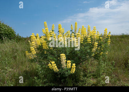 Selbst gesät gelb Baum Lupinen, Southwold, Suffolk Stockfoto