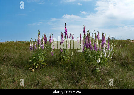 Wilder Fingerhut auf den Sanddünen, Southwold, Suffolk Stockfoto