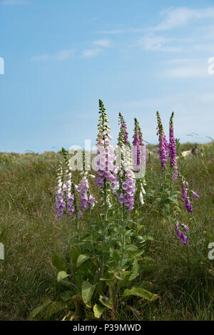 Wilder Fingerhut auf den Sanddünen, Southwold, Suffolk Stockfoto