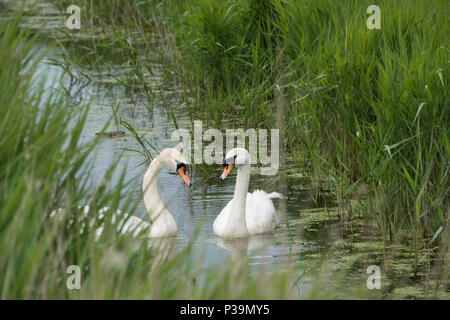 Schwäne auf die Sümpfe in Southwold, Suffolk, Großbritannien Stockfoto