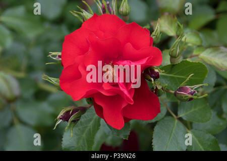 Red floribunda Rose' Blume Teppich Rot' Stockfoto