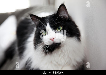 Schöne Nahaufnahme Soft Focus Portrait von eine weiße und eine schwarze Katze mit weißen Schnurrhaaren Stockfoto