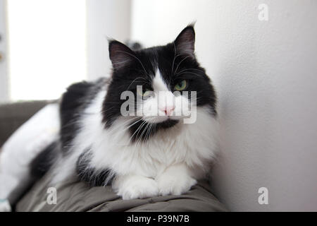 Süße flauschige Katze sitzt auf der Rückseite der Couch suchen unbeeindruckt Stockfoto