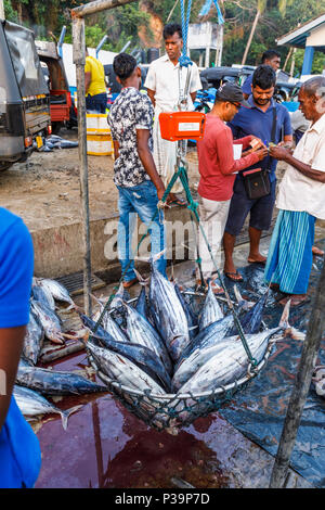 Frisch Thunfisch auf Verkauf von lokalen Fischern am Kai Fischmarkt Im Hafen von Weligama, Südküste von Sri Lanka wiegen gefangen Stockfoto