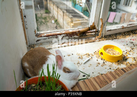 Odessa, Ukraine, Kaninchen in einen Vor dem Fenster werfen Stockfoto