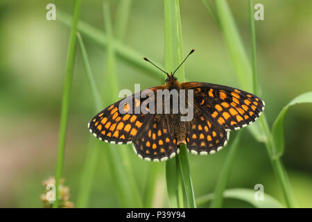 Eine schöne seltene Heide Fritillaryschmetterling (Melitaea athalia) hocken auf einem Grashalm im Wald. Stockfoto