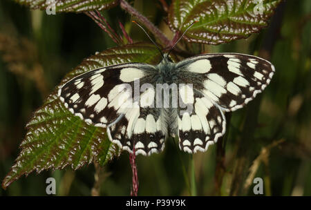 Eine atemberaubende neu entstandenen Marbled White Butterfly (Melanargia galathea) ruht auf einem dornbusch Blatt. Stockfoto