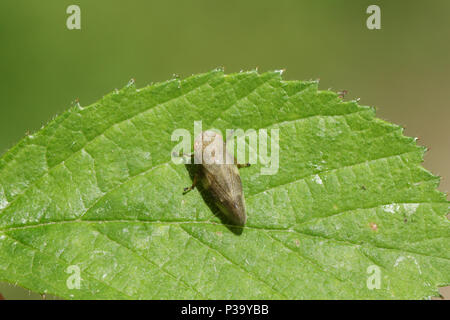 Eine atemberaubende Gemeinsame Froghopper (Philaenus spumarius) auch als spittlebug oder Kuckuck spit Insekt hocken auf einem Blatt. Stockfoto