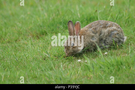 Eine süße Wilde Kaninchen (Begriffsklärung) Ernährung in einer Wiese. Stockfoto