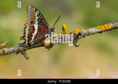 Chasxes jasius, die zwei-tailed Pasha oder foxy Kaiser, ist ein Schmetterling aus der Familie der. Auf einer Anlage Abschnitt platziert. Stockfoto