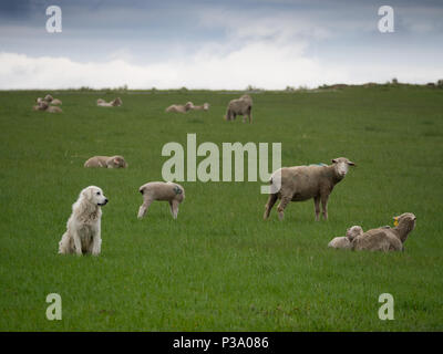 Ein Hund der Großen Pyrenäen beobachtet eine Schafherde auf einer Weide mit dickem grünem Gras. Stockfoto