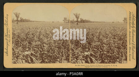 . In der großen maisfeldern im Osten von Kansas, USA: 1868?-1906?. Quelle Impressum: 1868?-1906?. Digitale Element veröffentlicht 6-15 2005; 2-12-2009 aktualisiert. 151 In der großen maisfeldern im Osten von Kansas, USA, von Underwood&amp; Underwood 2 Stockfoto