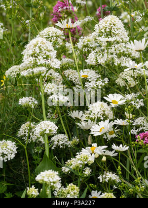 Weiße Form der roten Baldrian, Centranthus ruber, und ox-eye Gänseblümchen, Leucanthemum vulgare, in eine raue gras wiese Bank Stockfoto