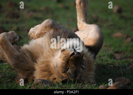 Männliche Löwe Rollen auf dem Rücken auf der Massai Mara Plains (Panthera leo). Kenia Safari, Bild in der OLARE Motorogi Conservancy. Stockfoto