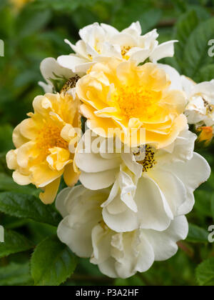 Anfang Sommer Blütenstände geöffnet Gelb und Creme in den duftenden Rambler fade Rose, Rosa' Goldfinch' Stockfoto