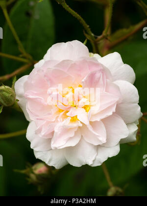 Einzelne Blume des duftenden Rambler Rose, Rosa 'Paul's Himalayan Musk' Stockfoto