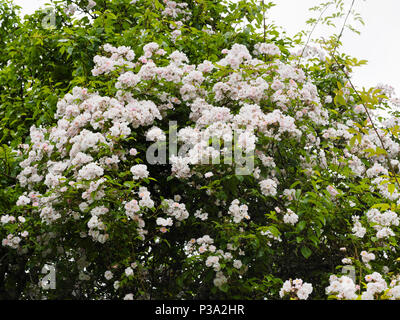 Geballte Blumen der energische, duftende Rambler Rose, Rosa 'Paul's Himalayan Musk', die kolonisierung von einem Baum Stockfoto