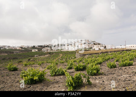 Anzeigen von Pyrgos Stadt mit Weinberg im Vordergrund, Insel Santorini, Griechenland Stockfoto
