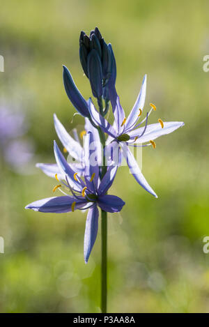 Schlafplätze in der Blüte, Wallowa - Whitman National Forest, Oregon. Stockfoto