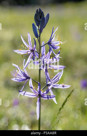 Schlafplätze in der Blüte, Wallowa - Whitman National Forest, Oregon. Stockfoto