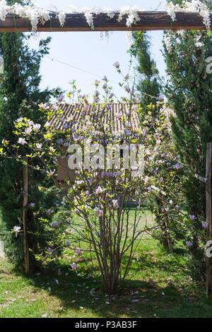 Erstaunlich Magnolienbaum. Pink magnolias im Frühling. Magnolia Blumen blühen im Frühling Saison. Stockfoto