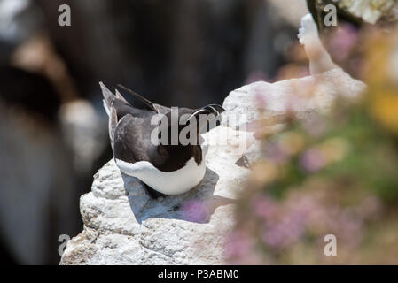 Tordalk aus Saltee Inseln in der Grafschaft Wexford - Irland Stockfoto