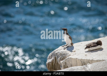 GUILLEMOT Seevögel an Saltee Inseln in der Grafschaft Wexford - Irland Stockfoto