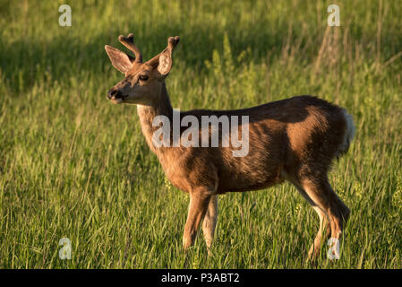 Hirsch Buck, Wallowa Valley, Oregon. Stockfoto