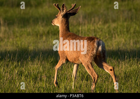 Hirsch Buck, Wallowa Valley, Oregon. Stockfoto