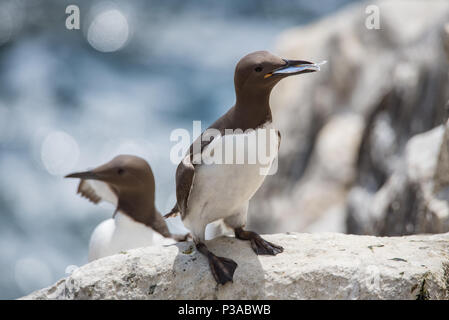 GUILLEMOT Seevögel an Saltee Inseln in der Grafschaft Wexford - Irland Stockfoto