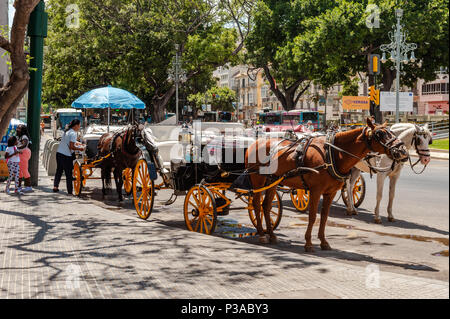 Pferde und Kutschen Line up Fahrten für Touristen in Malaga Stadt, Malaga, Costa del Sol, Spanien zu geben. Stockfoto