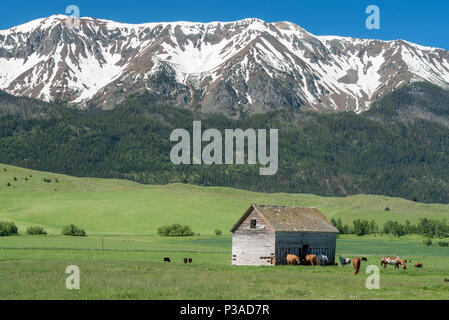 Pferde in der Nähe einer alten Scheune in Oregon Wallowa Tal. Stockfoto