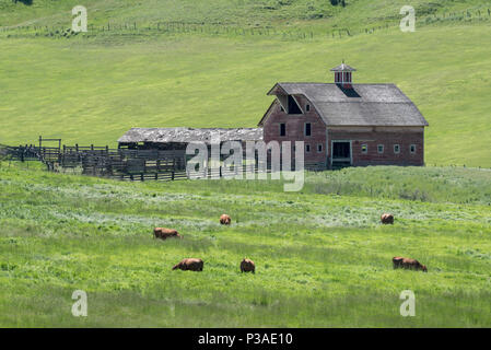 Rinder weiden in der Nähe einer Scheune, die im Jahre 1915 erbaut und durch die Kirche Dorrance, Crow Creek in Wallowa County, Oregon. Stockfoto