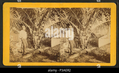 173 Longnosed Monster, von Robert N. Dennis Sammlung von stereoskopische Ansichten Stockfoto