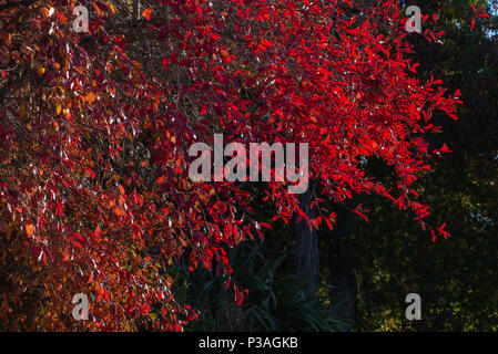 Herbst Blätter auf Zweig der Baum ist in der Lagenbildung in Foto Stockfoto