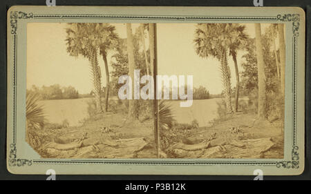 20 Ein Alligator sonnen sich am St. John's River, Fla, von Robert N. Dennis Sammlung von stereoskopische Ansichten Stockfoto