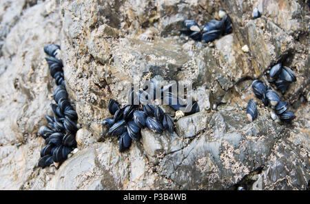 Wild Muscheln auf küstennahen Felsen an Bob's Bay Beach in Picton, Neuseeland Stockfoto