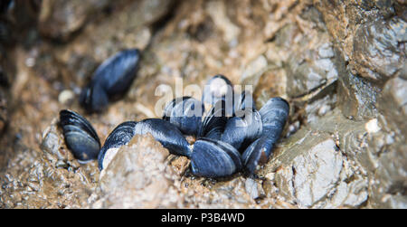 Wild Muscheln auf küstennahen Felsen an Bob's Bay Beach in Picton, Neuseeland Stockfoto