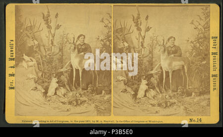 199 Frau M. A. Maxwell und einige der Tiere in ihrem "Rocky Mountain Museum.", von Robert N. Dennis Sammlung von stereoskopische Ansichten 2. Stockfoto