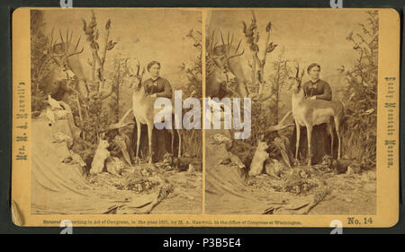 199 Frau M. A. Maxwell und einige der Tiere in ihrem "Rocky Mountain Museum.", von Robert N. Dennis Sammlung von stereoskopische Ansichten Stockfoto