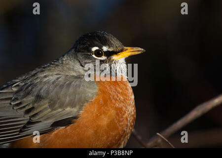 Porträt einer männlichen amerikanischen Robin. Stockfoto