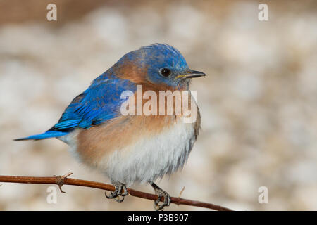 Porträt einer männlichen Eastern bluebird. Stockfoto