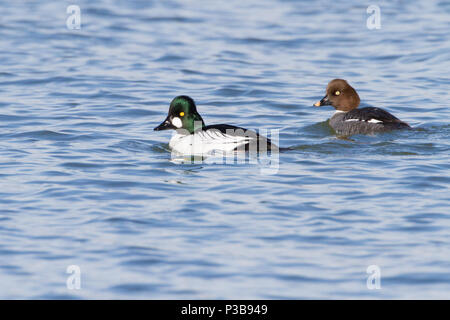 Ein paar Schellente Enten. Stockfoto