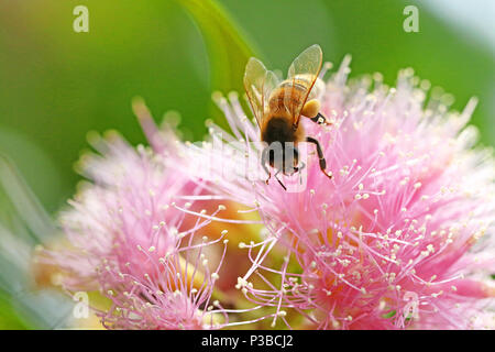 Nahaufnahme von einer Biene sammelt Nektar und Pollen zurück in den Bienenkorb zu nehmen Honig zu machen. Pretty Pink spring flower Blume mit einer Biene. Stockfoto