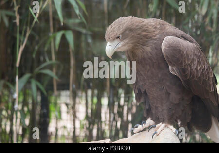 Downcast Seeadler Seeadler auf einem Felsen Stockfoto