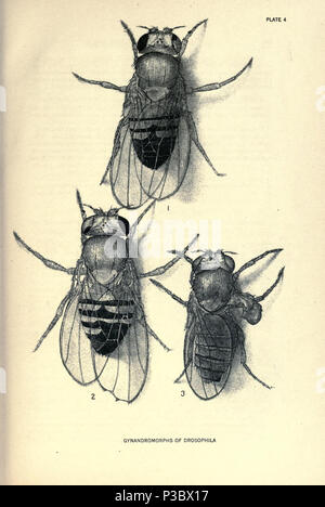 Beiträge zur Genetik der Fruchtfliege Drosophila melanogaster... Washington, der Carnegie Institution in Washington, 1919. Http://biodiversitylibrary.org/page/805558 2 Beiträge zur Genetik der Fruchtfliege Drosophila melanogaster (1919) - Platine 4-BioDivLibrary Seite 805558 Stockfoto