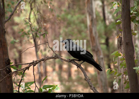 Wilpena Pound South Australia, schwarze Krähe auf Ast sitzend Stockfoto