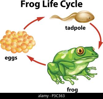 Ein Frosch Lebenszyklus auf weißem Hintergrund Abbildung Stock Vektor